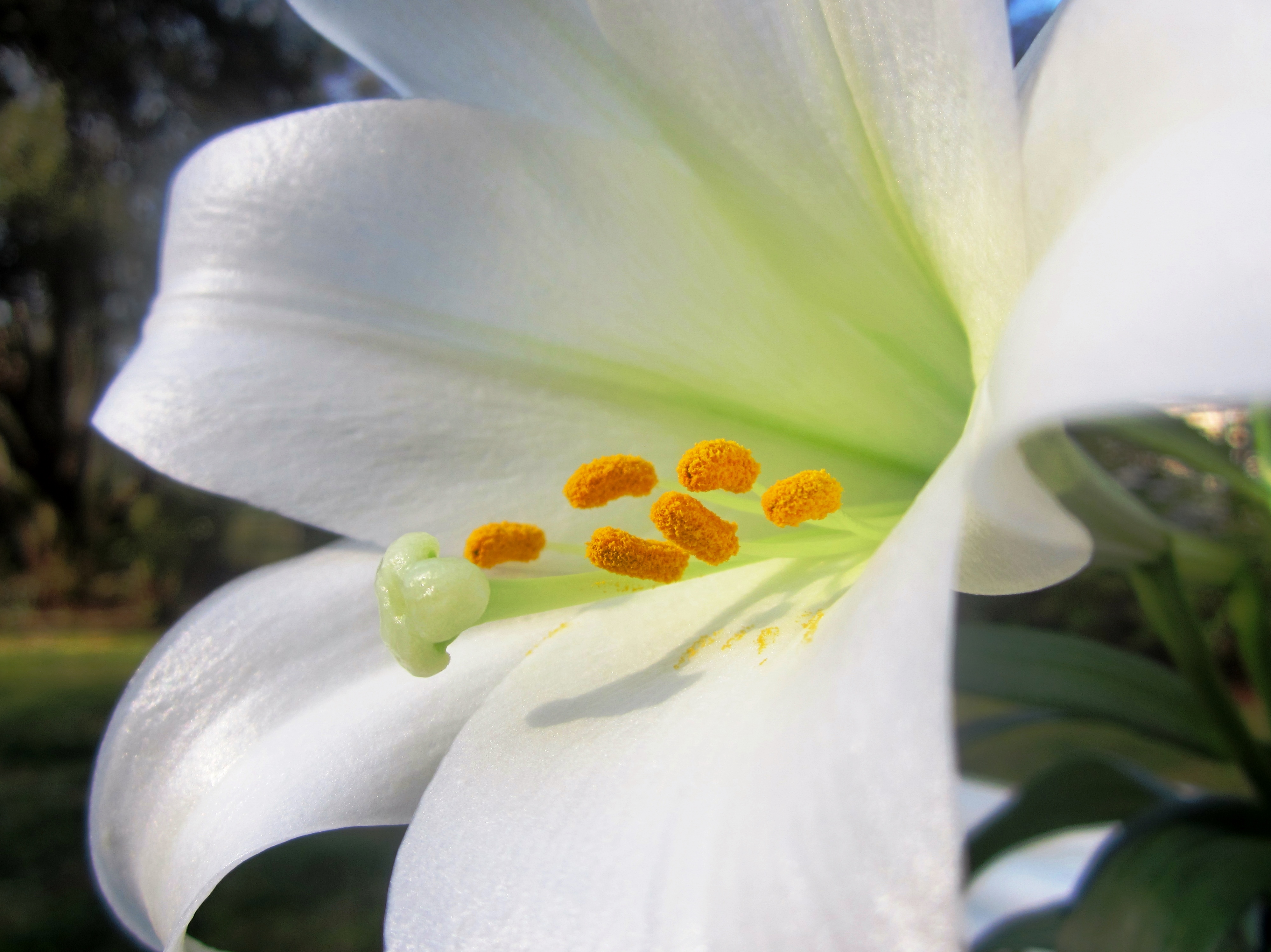 lily-flower-meaning-lily-symbolism-what-do-lilies-symbolize-calla