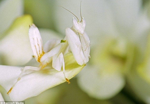 orchid-mantis