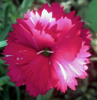 dianthus, carnation