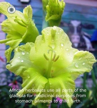 gladiola, medicinal