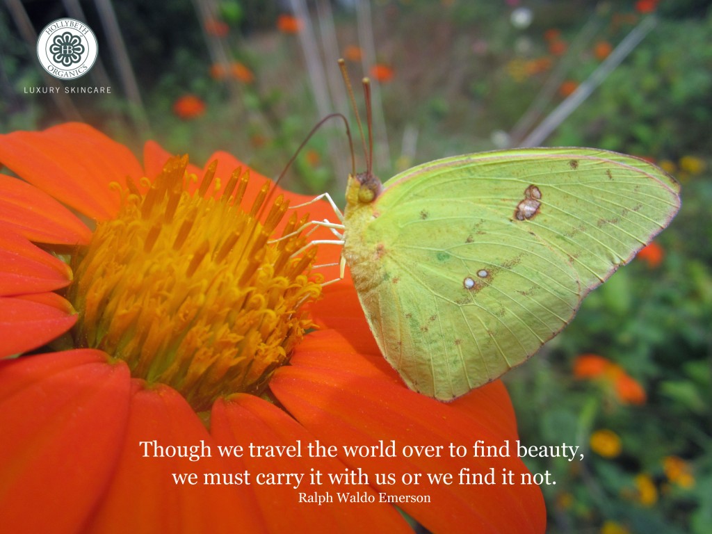 travel quote, butterfly