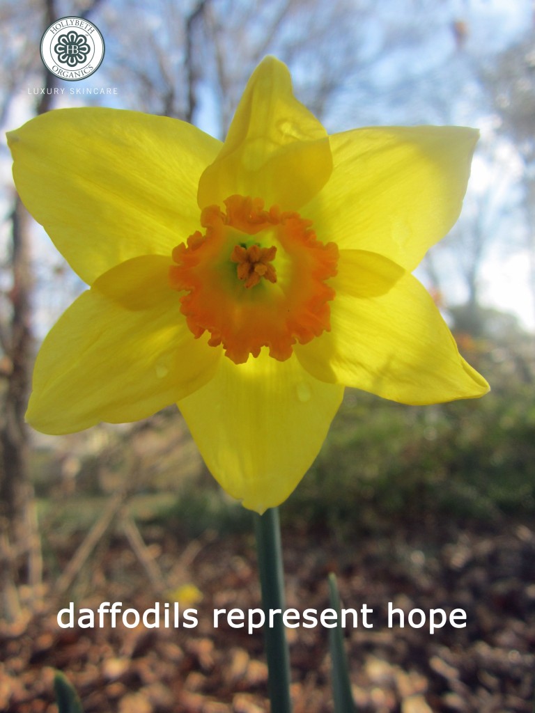 daffodil2