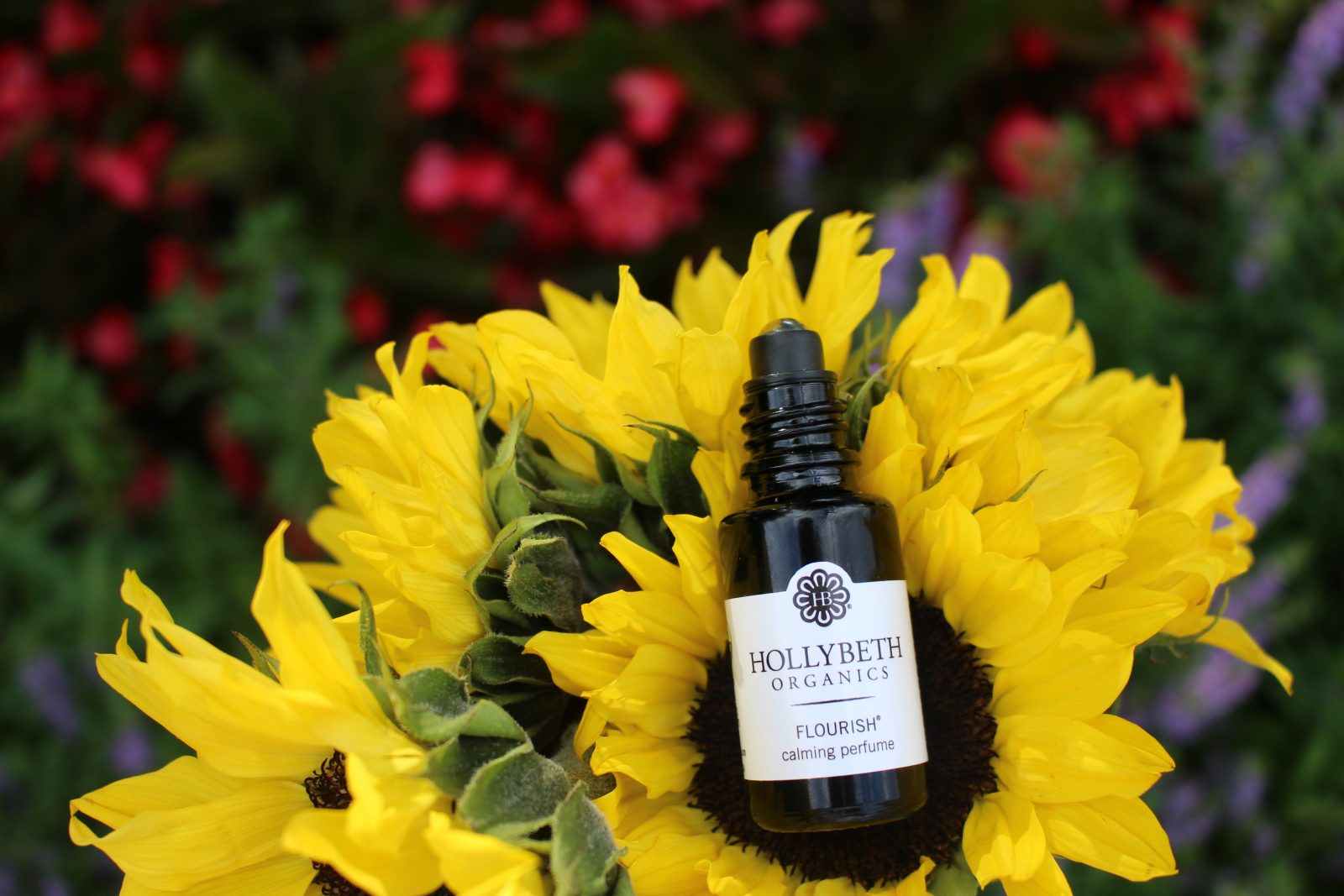 Sunflower Seed Oil – HollyBeth Organics Luxury Skin Care
