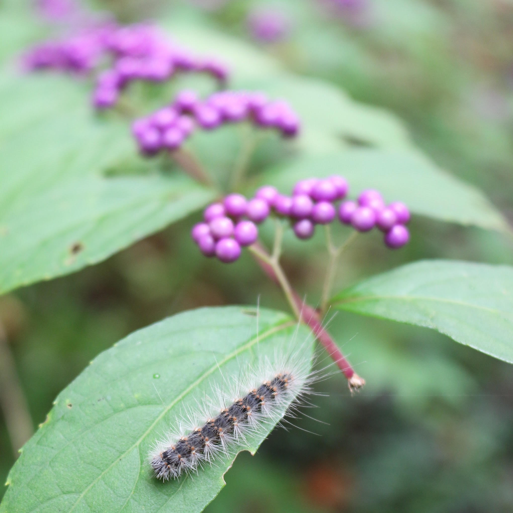 Beautyberry