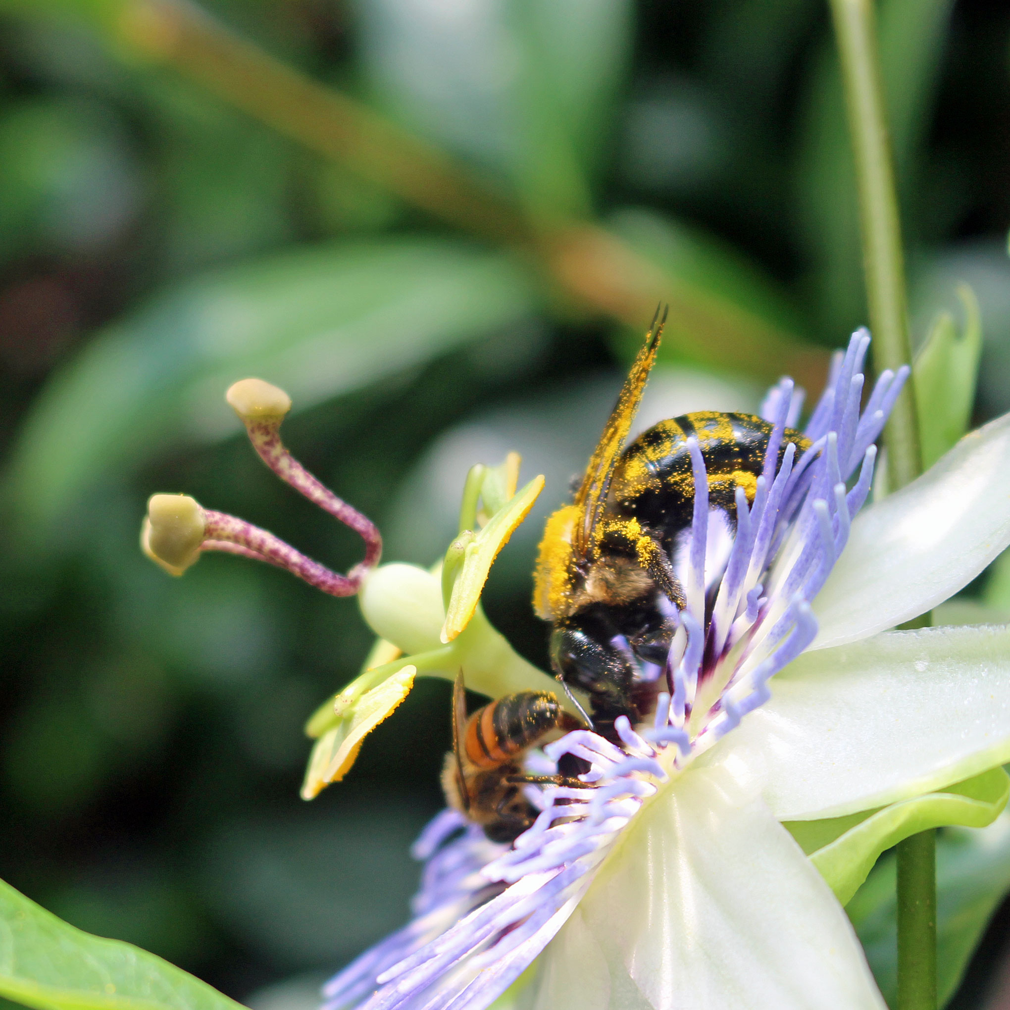 Native Bees