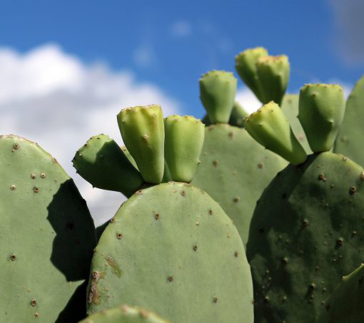 Prickly Pear Seed Oil – HollyBeth Organics Luxury Skin Care