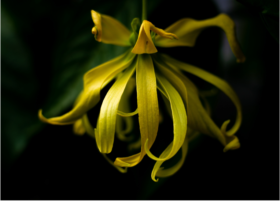 Ylang Ylang Essential Oil