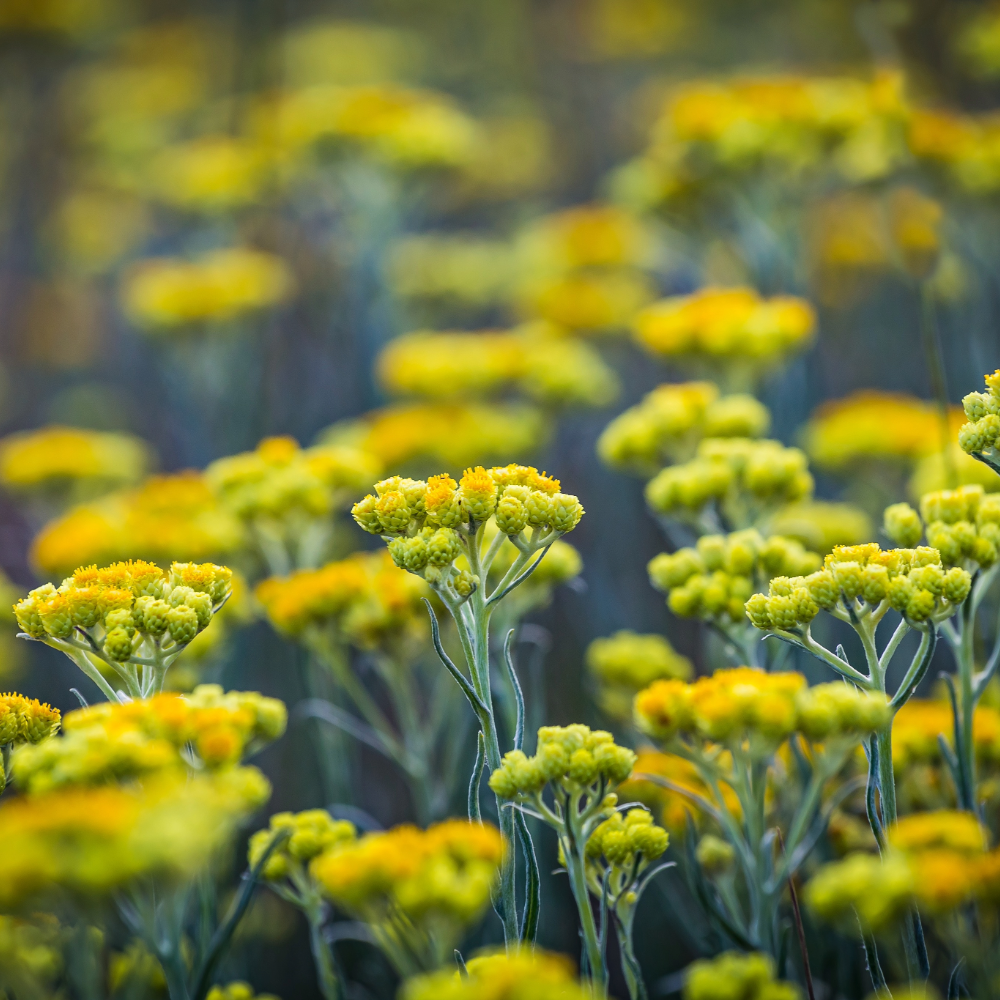 Helichrysum